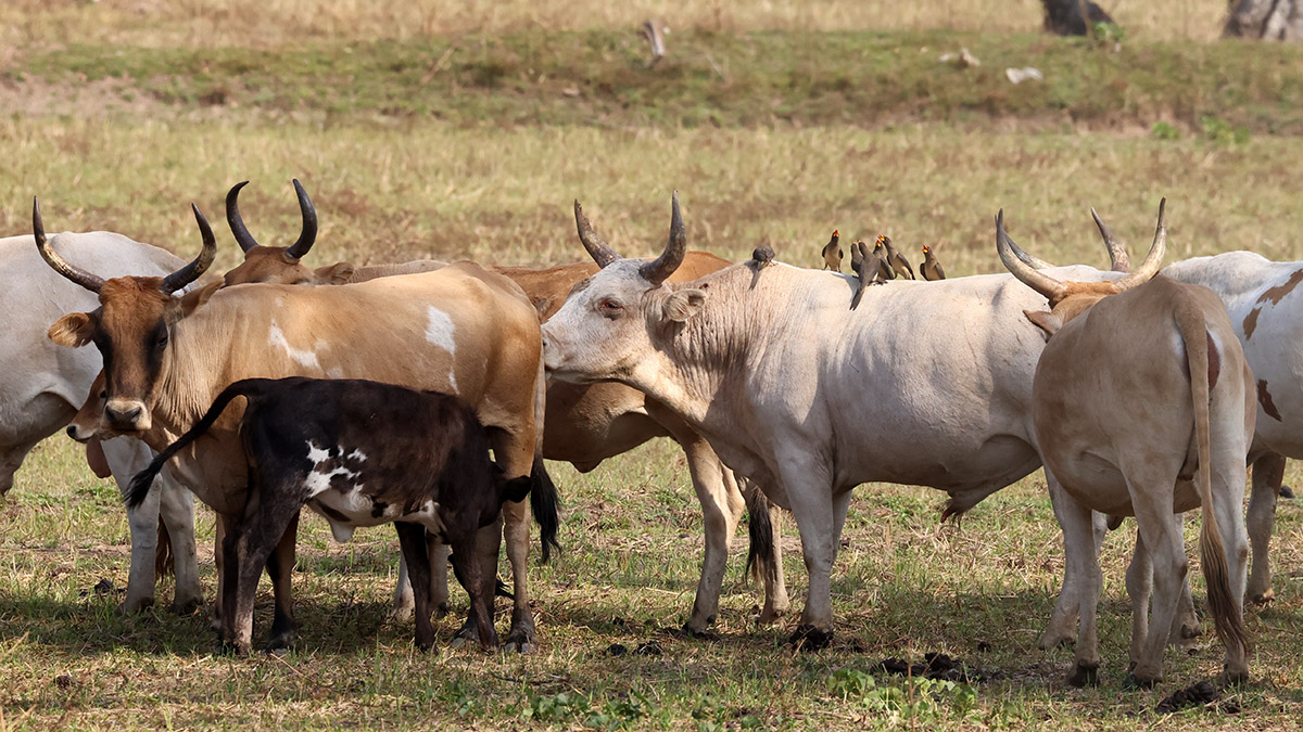 Yellow-billed Oxpecker